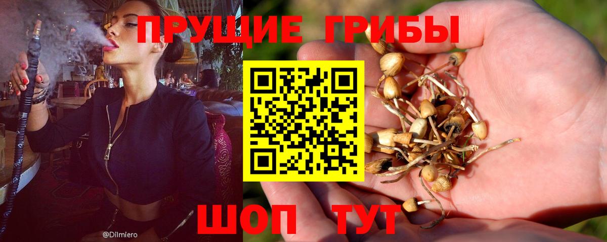 Псилоцибиновые грибы Magic Shrooms  магазин продажи наркотиков  Мичуринск  Галлюциногенные грибы Psilocybine cubensis  Вход с VPN 